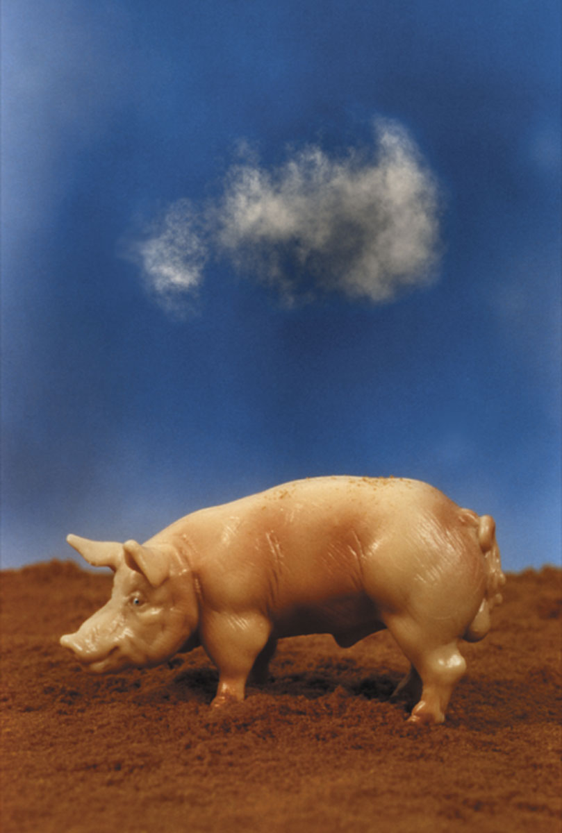 Pig