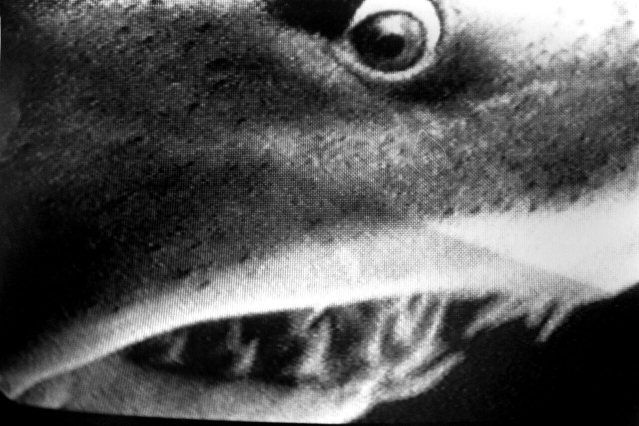 picture diary 23